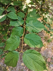 Philadelphus coronarius
