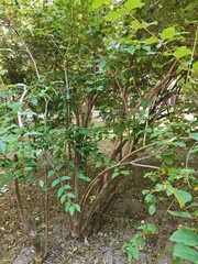 Philadelphus coronarius