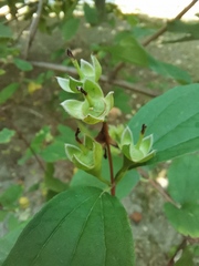 Philadelphus coronarius
