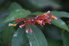 Palicourea marcgravii