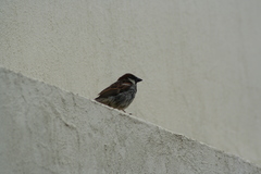 Passer domesticus
