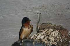 Hirundo rustica