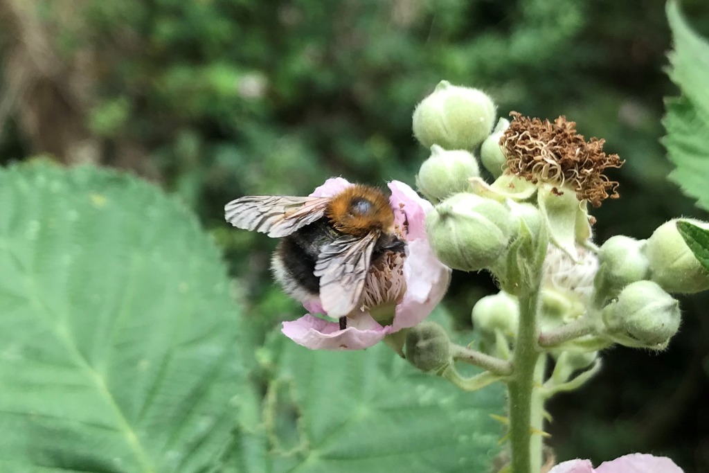 Tree bumblebee (Bombus hypnorum)