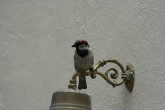 Passer domesticus
