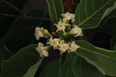 Secondatia densiflora
