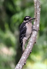 Dryobates villosus harrisi