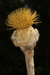 Wunderlichia mirabilis