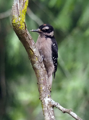 Dryobates villosus harrisi