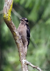 Dryobates villosus harrisi