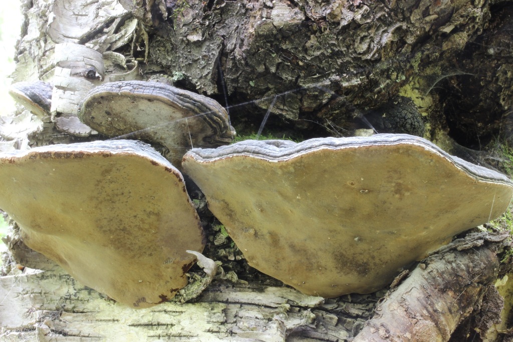 Phellinus cinereus