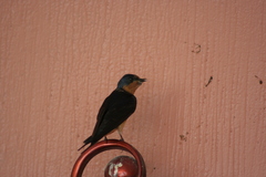 Hirundo rustica
