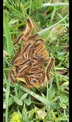 Malacosoma castrense