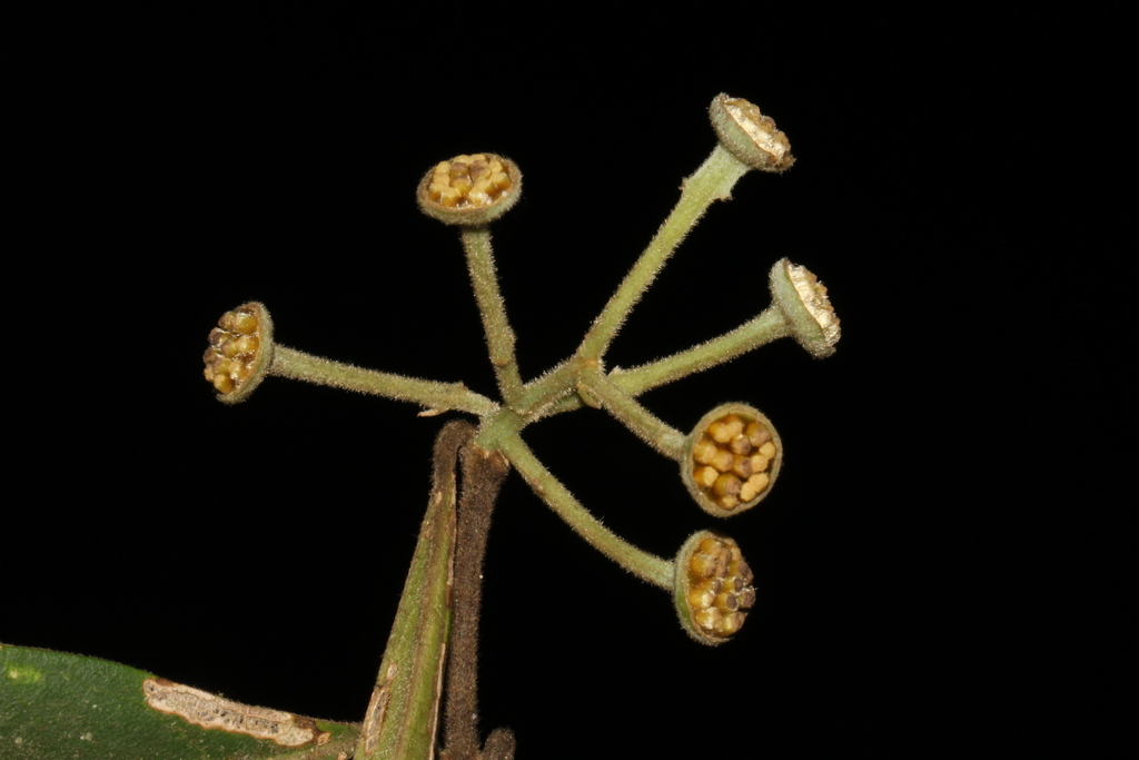 Mollinedia argyrogyna