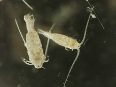 Leptodiaptomus minutus