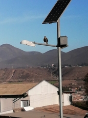 Parabuteo unicinctus unicinctus