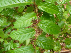 Cissus diffusiflora