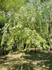 Betula pendula