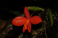 Cattleya coccinea