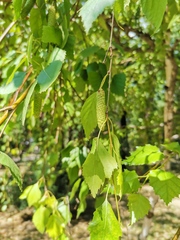 Betula pendula