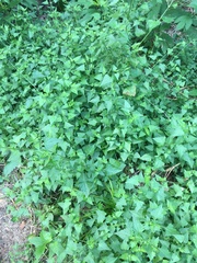 Fleischmannia incarnata