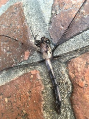 Libellula axilena