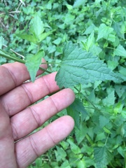 Fleischmannia incarnata