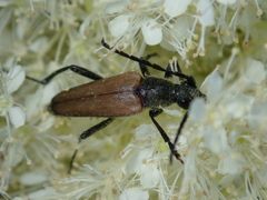 Lepturalia nigripes