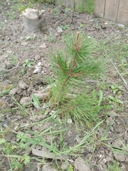 Pinus contorta contorta