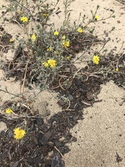 Lessingia germanorum