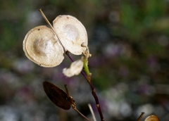 Biscutella laevigata