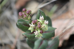 Asclepias jaliscana