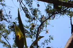 Oncidium reichenheimii