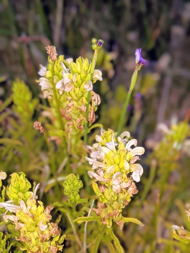Image of Meadow lousewort by no rights reserved