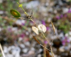 Biscutella laevigata