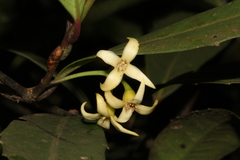 Macropeplus dentatus