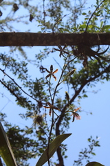 Oncidium reichenheimii