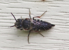 Coelioxys sayi