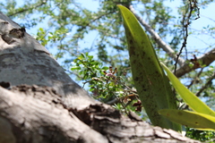 Oncidium reichenheimii