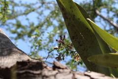 Oncidium reichenheimii