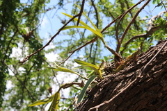 Oncidium reichenheimii