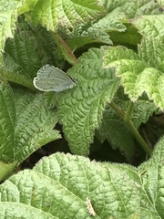 Cupido amyntula
