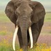 Elefante Africano de Sabana - Photo (c) Markus  Lilje, algunos derechos reservados (CC BY-NC-ND), subido por Markus  Lilje