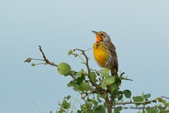 Macronyx aurantiigula