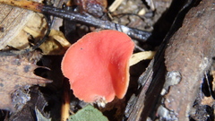 Sarcoscypha occidentalis