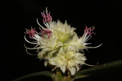 Miconia melastomoides