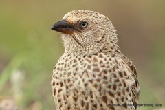 Histurgops ruficauda