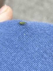 Platycorypha nigrivirga