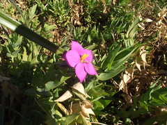 Chironia peduncularis