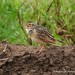 White-tailed Lark - Photo (c) Markus  Lilje, some rights reserved (CC BY-NC-ND), uploaded by markus lilje