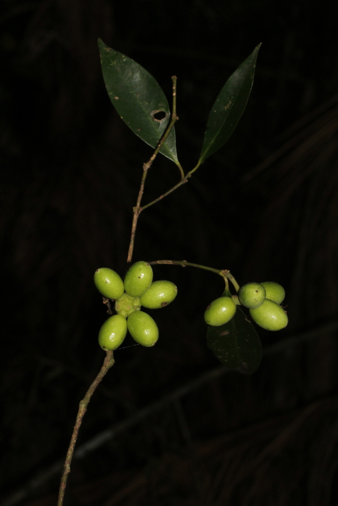 Macropeplus